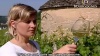 Bourgogne ses vins blancs