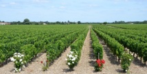 Les Crus Bourgeois 2003 - Toujours intéressant à consulter