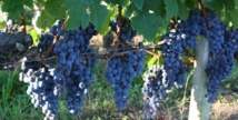 Les Crus Bourgeois 2003 - Toujours intéressant à consulter Les Crus Bourgeois 2003 - Toujours intéressant à consulter