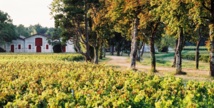 Moulis vignoble Moulis vignoble