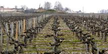 Janvier dans les Vignes