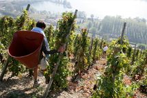 Vallée du Rhône – Les vendanges viennent tout juste de commencer