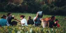 Vendanges en Bourgogne