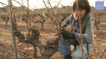 Le cycle annuel des différents travaux dans la vigne