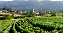 Bourgogne vins blancs: Chablis
