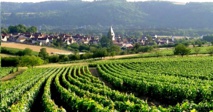 Chablis vignoble