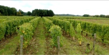Quincy - Vin blanc sec du Centre – Loire
