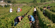 Quincy - Vin blanc sec du Centre – Loire