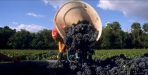 Le temps des vendanges