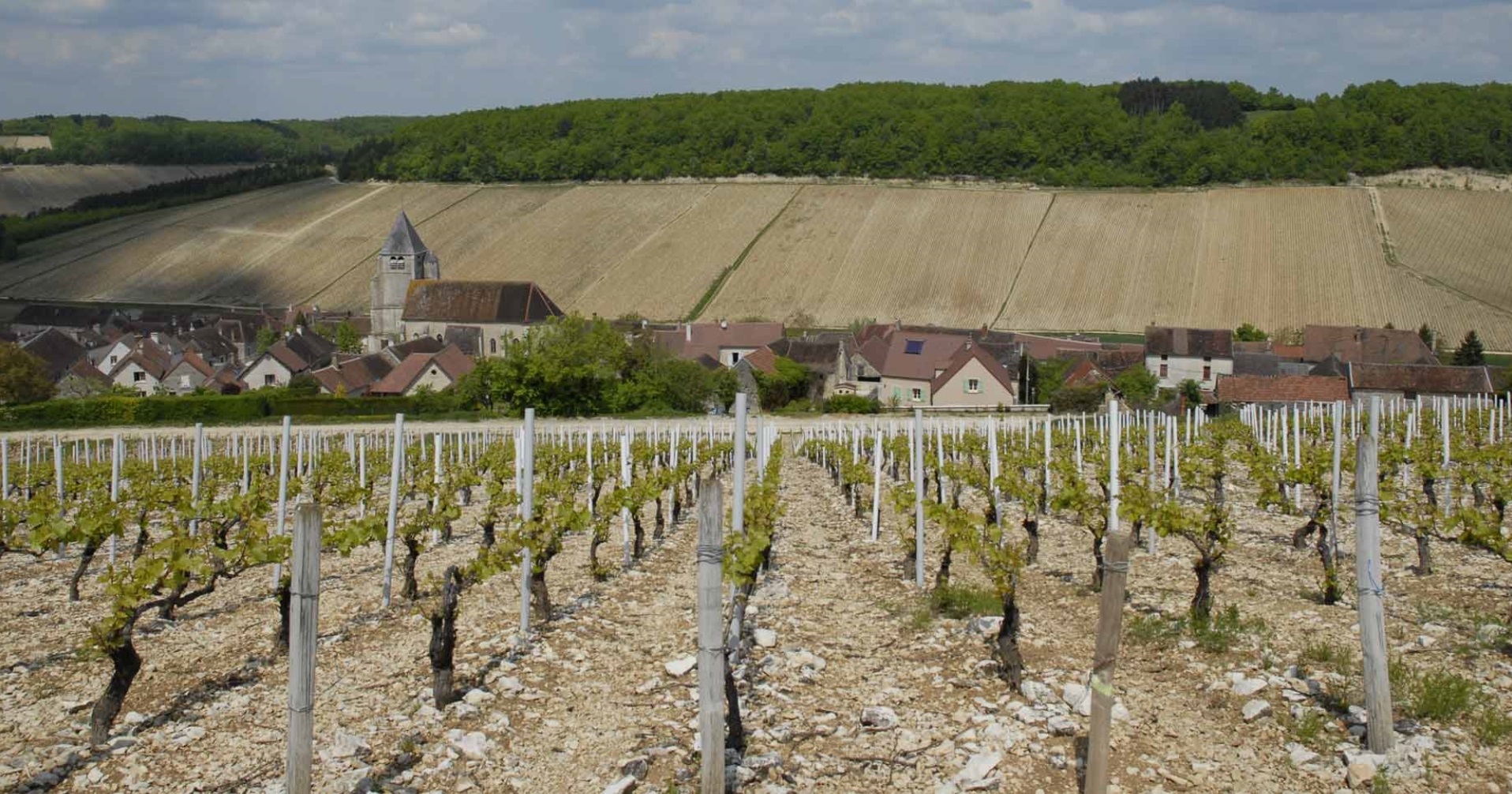 La Bourgogne Viticole