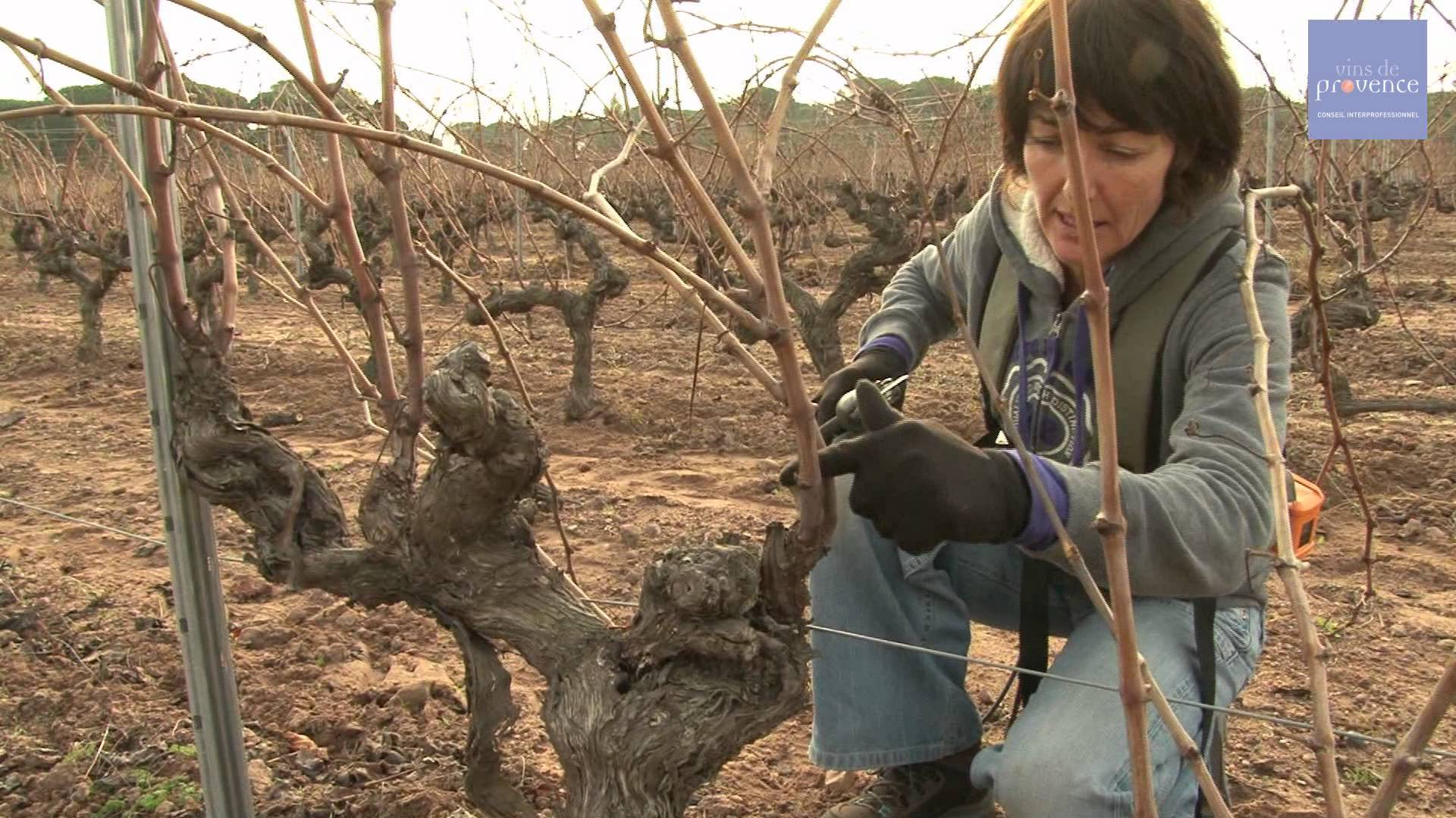 Le cycle annuel des différents travaux dans la vigne