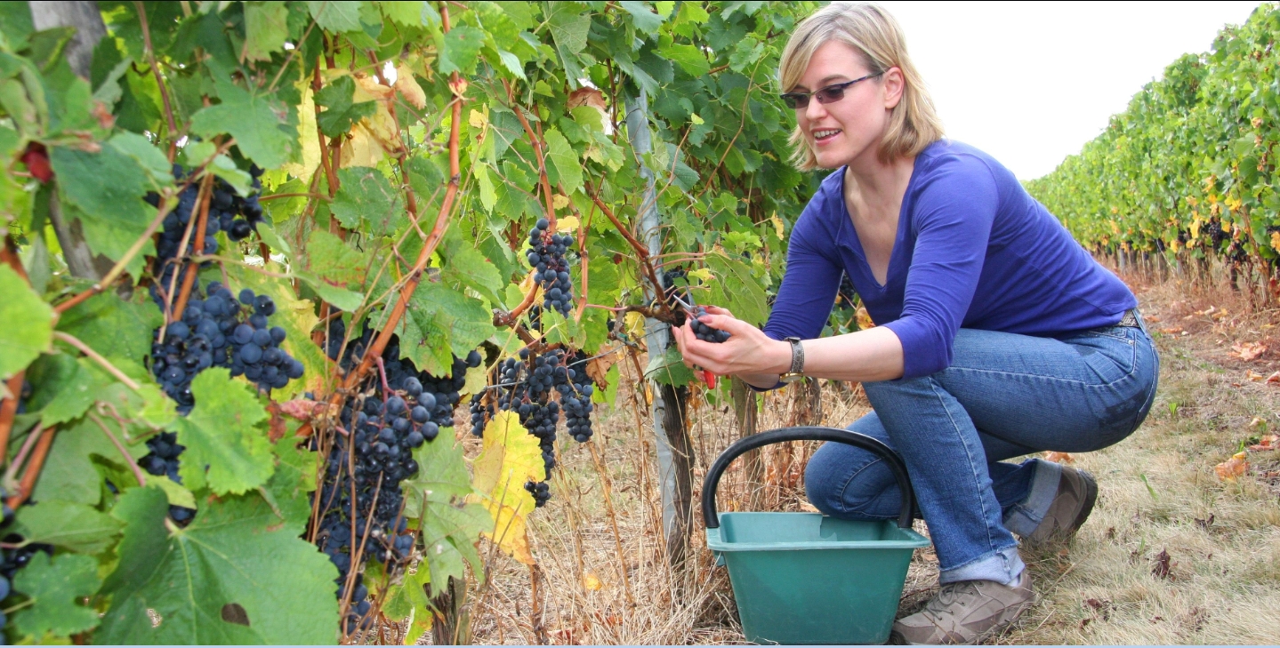 Le cycle annuel des différents travaux dans la vigne