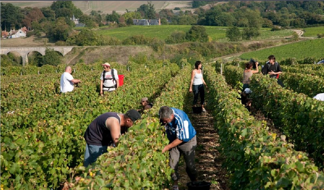 Le cycle annuel des différents travaux dans la vigne