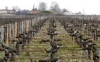 Janvier dans les Vignes