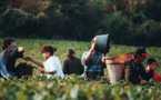 Vendanges en Bourgogne