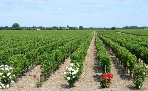 Les Crus Bourgeois 2003 - Toujours intéressant à consulter