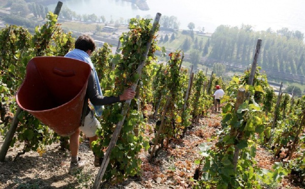 Vallée du Rhône – Les vendanges viennent tout juste de commencer