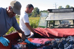 La Tour de Bessan Vendange G bon 1