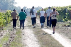 La Tour de Bessan Vendange G bon 3