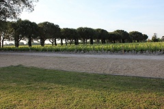 Monbrison vigne allée G