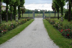 Martinens allée vignes