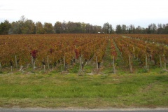 Martinens vignoble