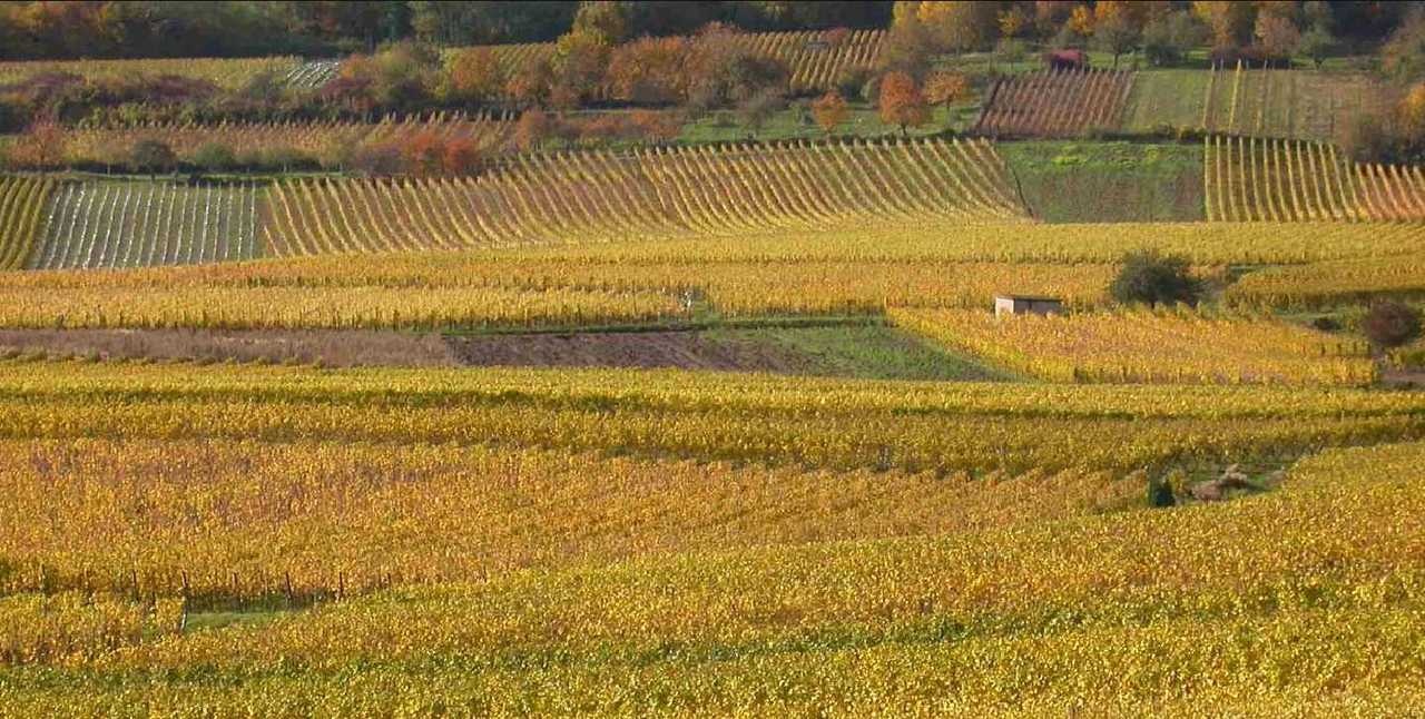 Alsace vigne Ribeauvillé APG