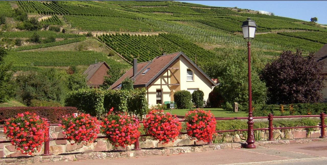 Alsace vigne Rte du Vin APG