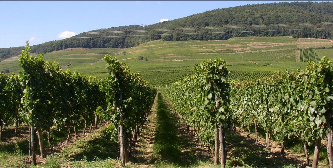 Alsace Vignoble APG