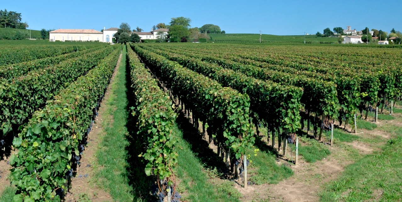 Angélus vignoble 