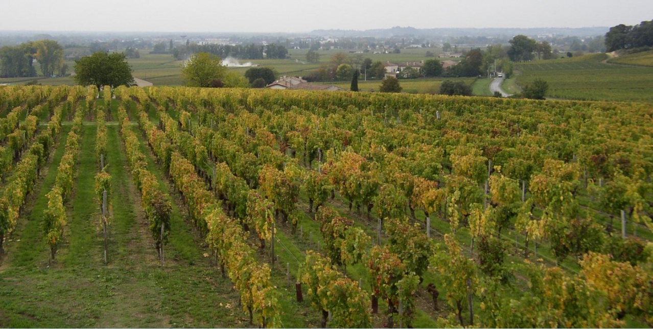 St.Emilion vue depuis Pl.Eglise