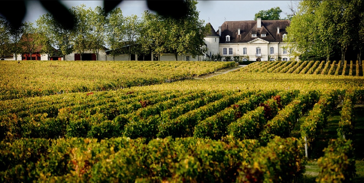 Château Bouscaut et vignoble