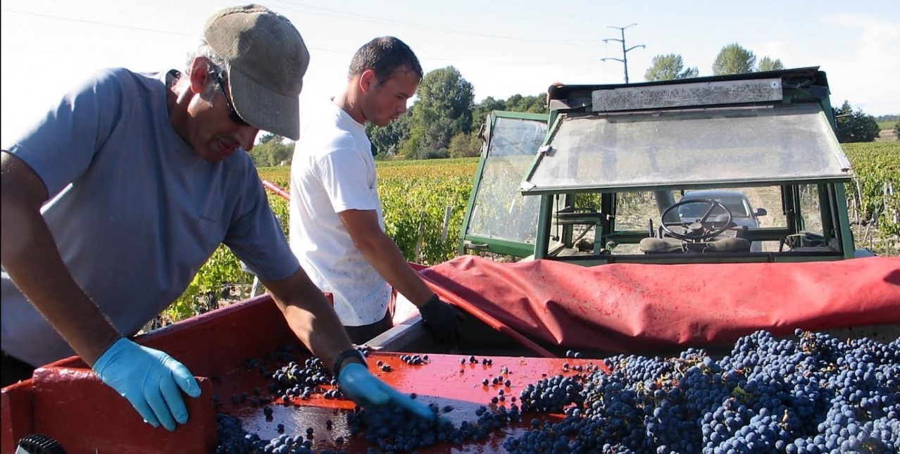 La Tour de Bessan Vendange G bon 1