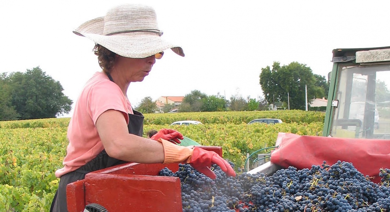 La Tour de Bessan Vendange G bon 5