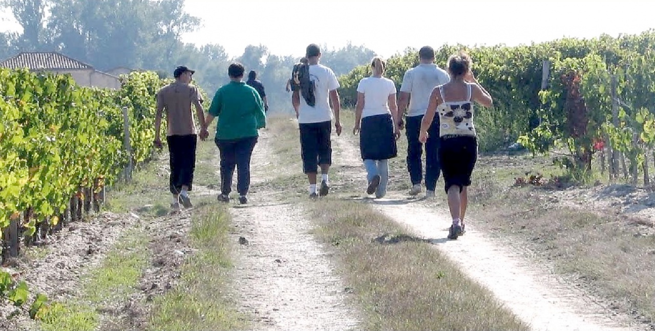 La Tour de Bessan Vendange G bon 3