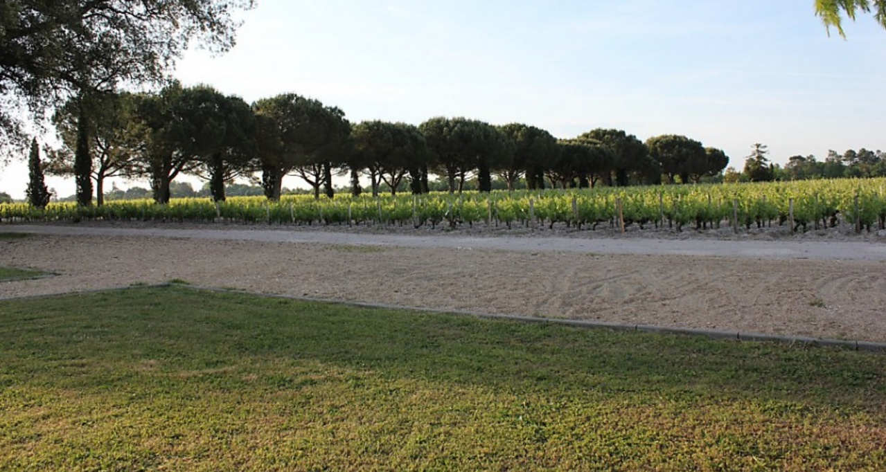 Monbrison vigne allée G