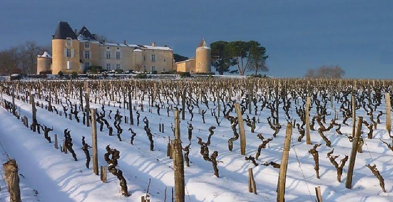 Chateau Yquem neige G